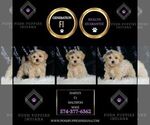 Small #1 Maltipoo