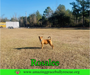 Rosalee - Female Chow Chow-Unknown Mix Dog for Adoption - Photo #8