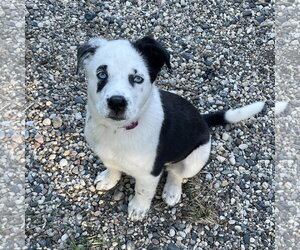 Mutt Dogs for adoption in Fargo, ND, USA
