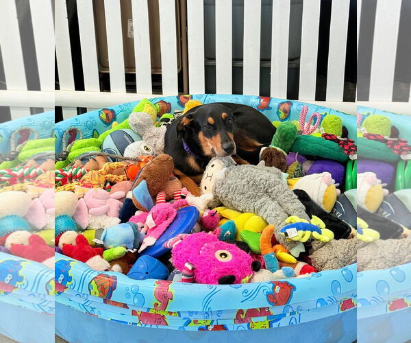 Medium Photo #6 Rottweiler-Unknown Mix Puppy For Sale in Rockaway, NJ, USA