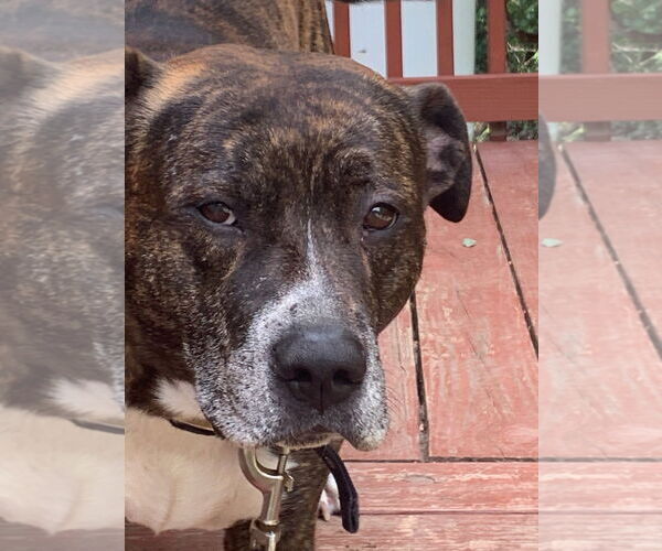 Medium Photo #1 American Pit Bull Terrier-Unknown Mix Puppy For Sale in COLUMBIA, MD, USA