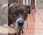 Small American Pit Bull Terrier Mix