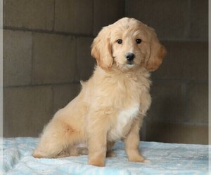 Goldendoodle (Miniature) Puppy for sale in FREDERICKSBG, OH, USA