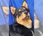Small #1 Aussie Siberian