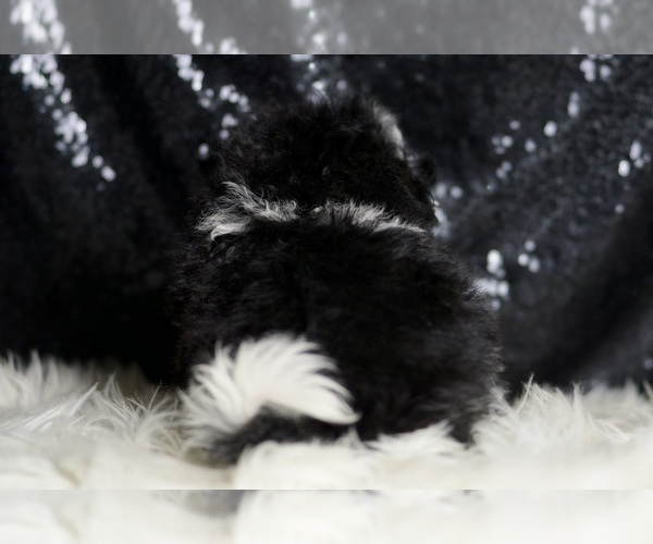 Medium Photo #3 Maltipoo Puppy For Sale in WARSAW, IN, USA