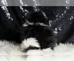 Small #2 Maltipoo