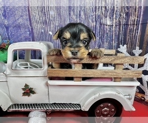 Yorkshire Terrier Puppy for Sale in CASSVILLE, Missouri USA
