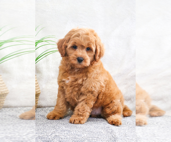 Medium Photo #4 Goldendoodle (Miniature) Puppy For Sale in SYRACUSE, IN, USA