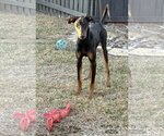 Small #10 Doberman Pinscher