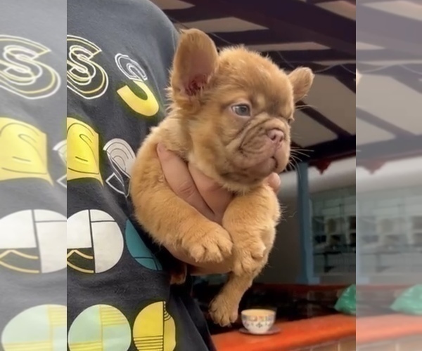 Medium Photo #9 French Bulldog Puppy For Sale in BARNESVILLE, GA, USA