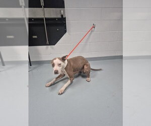 Mutt Dogs for adoption in St. Cloud, FL, USA