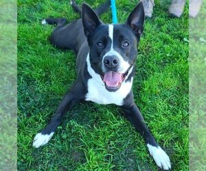 Border Collie-Unknown Mix Dogs for adoption in Long Beach, CA, USA