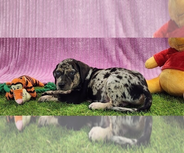 Medium Photo #2 Catahoula Leopard Dog Puppy For Sale in CUMBY, TX, USA