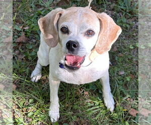 Beagle-Chihuahua Mix Dogs for adoption in Batavia, OH, USA