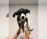 Small #1 Beagle Mix