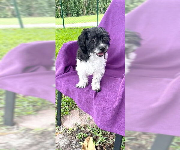 Medium Photo #4 Shih Tzu Puppy For Sale in Weston, FL, USA