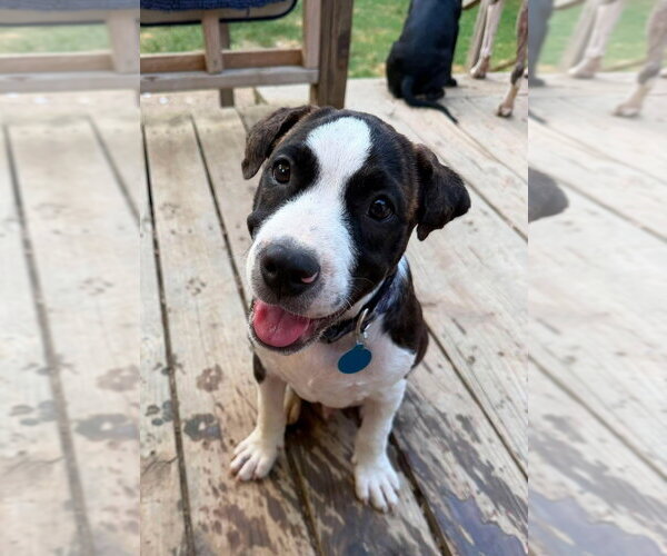 Medium Photo #4 Labrador Retriever-Unknown Mix Puppy For Sale in Claremore, OK, USA