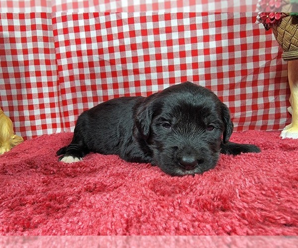 Medium Photo #27 Golden Mountain Dog Puppy For Sale in BLACK FOREST, CO, USA