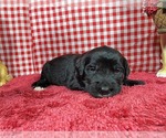 Small #7 Golden Mountain Dog
