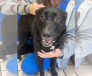 Labrador Retriever Dogs for adoption in San Diego, CA, USA