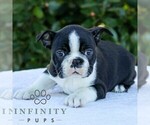 Small #3 Boston Terrier
