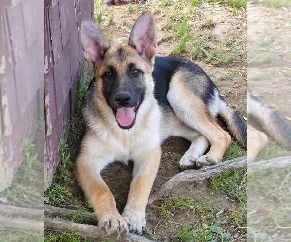 Medium Photo #1 German Shepherd Dog Puppy For Sale in CRANSTON, RI, USA