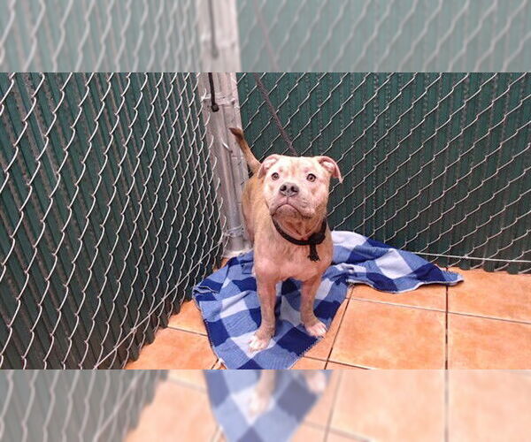 Medium Photo #1 Mutt Puppy For Sale in Downey, CA, USA