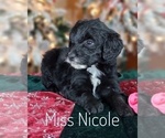 Small Photo #15 Goldendoodle Puppy For Sale in GOLDEN CITY, MO, USA