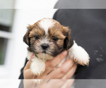 Small #6 Shih Tzu