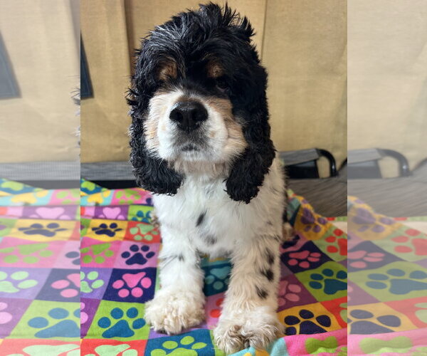 Medium Photo #3 Cocker Spaniel Puppy For Sale in Pacolet, SC, USA