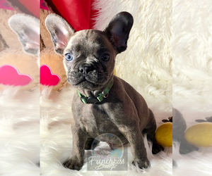 French Bulldog Puppy for sale in BUCKS BAR, CA, USA