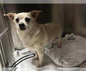 Chihuahua Dogs for adoption in Bakersfield, CA, USA