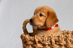 Small Photo #26 Golden Retriever Puppy For Sale in EX SPGS, MO, USA