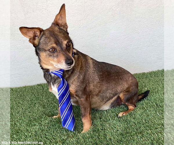 Medium Photo #3 Chihuahua-Unknown Mix Puppy For Sale in San Diego, CA, USA