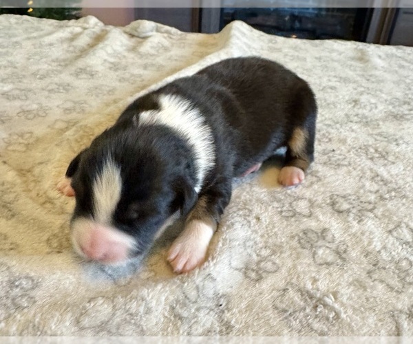 Medium Photo #22 Australian Shepherd Puppy For Sale in SALISBURY, NC, USA