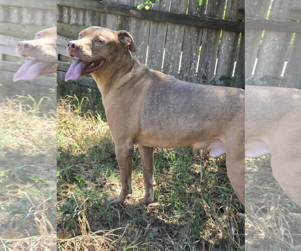 Medium Photo #5 Labrador Retriever-Unknown Mix Puppy For Sale in Jackson, MS, USA