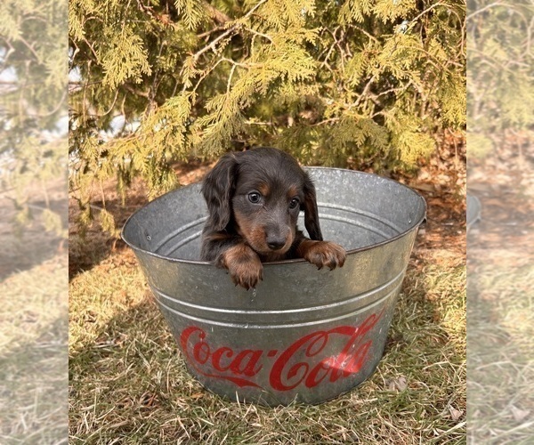 Medium Photo #3 Dachshund Puppy For Sale in MIDDLEBURY, IN, USA