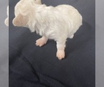 Small Photo #13 Maltipoo Puppy For Sale in JASPER, GA, USA