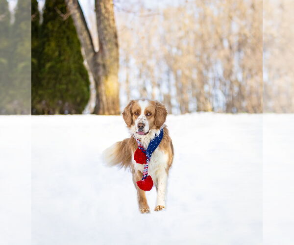 Medium Photo #4 Australian Shepherd-Cocker Spaniel Mix Puppy For Sale in Unionville, PA, USA