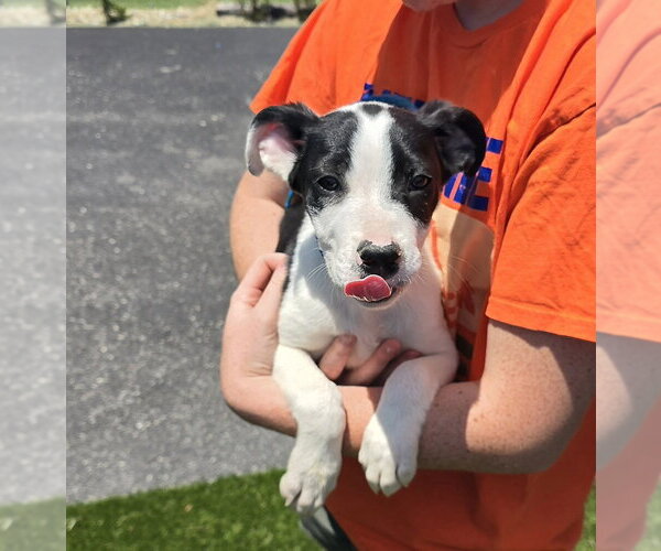 Medium Photo #2 Mutt Puppy For Sale in Evansville, IN, USA