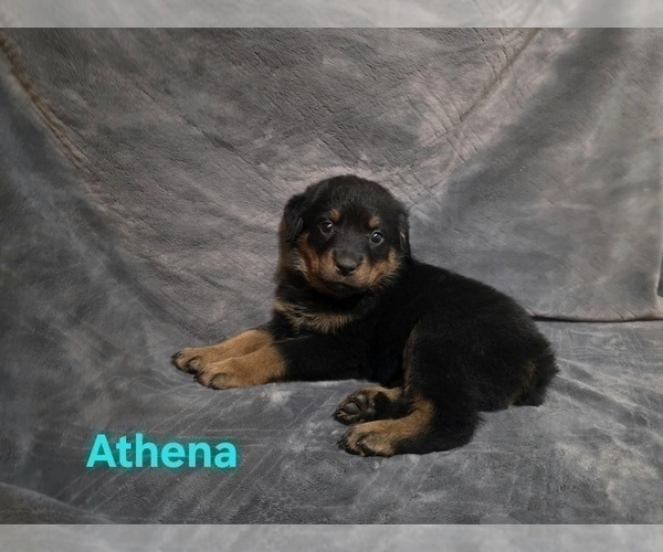 Medium Photo #3 Rottweiler Puppy For Sale in COTTLEVILLE, MO, USA