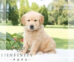Small #3 Golden Retriever