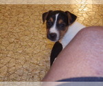 Small #1 Jack Russell Terrier