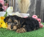 Small #2 Yorkshire Terrier