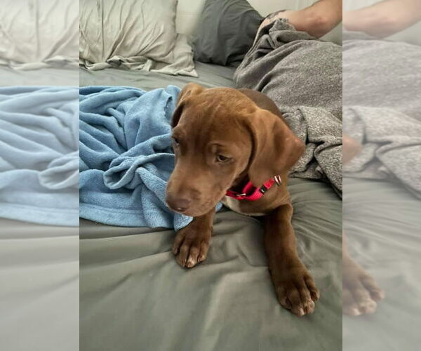 Medium Photo #5 American Pit Bull Terrier-Chocolate Labrador retriever Mix Puppy For Sale in Sanford, FL, USA