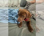 Small #4 American Pit Bull Terrier-Chocolate Labrador retriever Mix