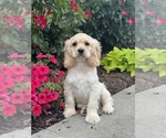 Small #4 Cocker Spaniel