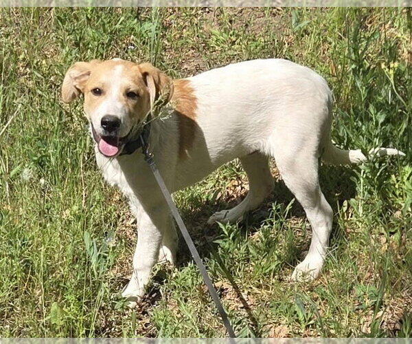 Medium Photo #1 Mutt Puppy For Sale in Tabernash, CO, USA