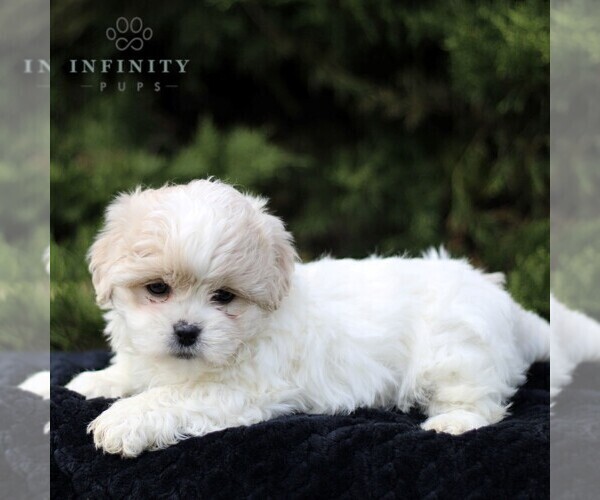 Medium Photo #3 Zuchon Puppy For Sale in KINZERS, PA, USA