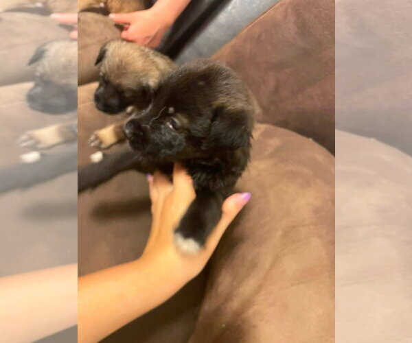 Medium Photo #3 Siberian Husky-Unknown Mix Puppy For Sale in Germantown, OH, USA